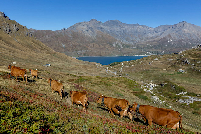 Vaches laitières dans les alpages de Haute-Maurienne
