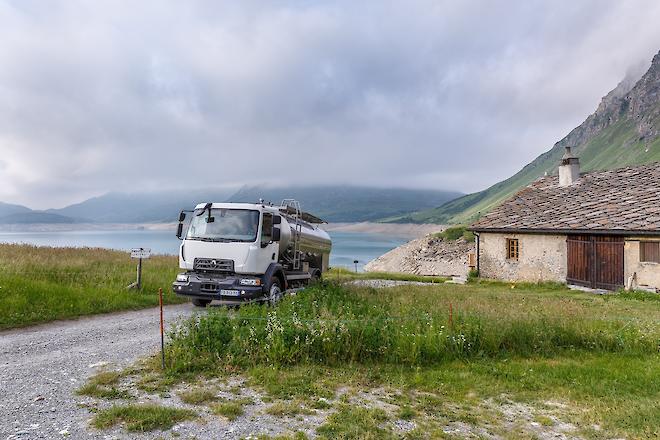 Vaches laitières dans les alpages de Haute-Maurienne