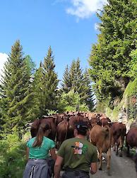 EMMONTAGNEE VALLONBRUN 31.5.2020